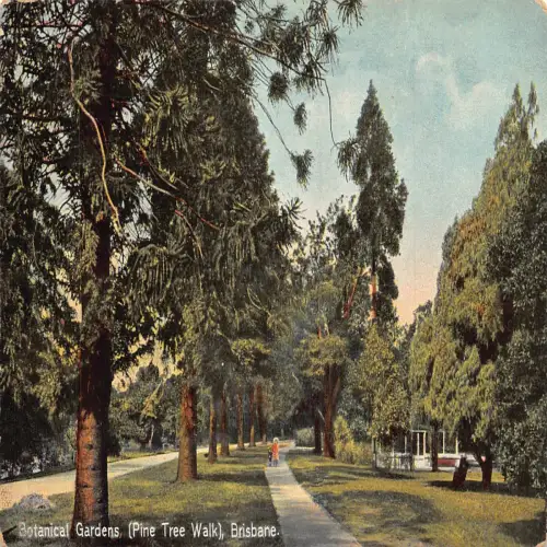 A670 Australien 1908 Botanischer Garten Pine Tree Walk Brisbane Postkarte