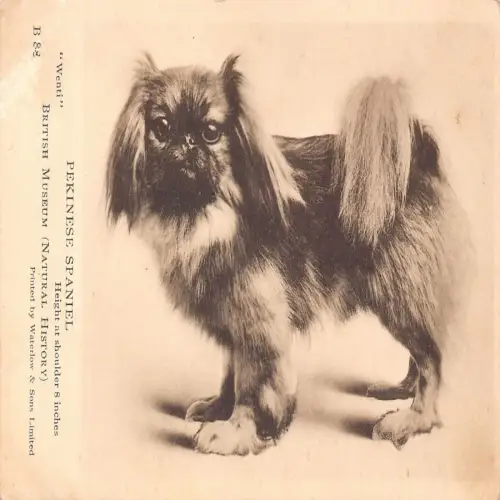 B117 Tiere British Museum Pekienese Spaniel Hunderasse Postkarte