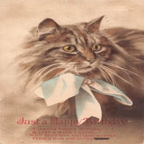 B117 Geburtstagsgrüße 1919 Haupt Coon Rasse Katze mit Band Vintage Postkarte