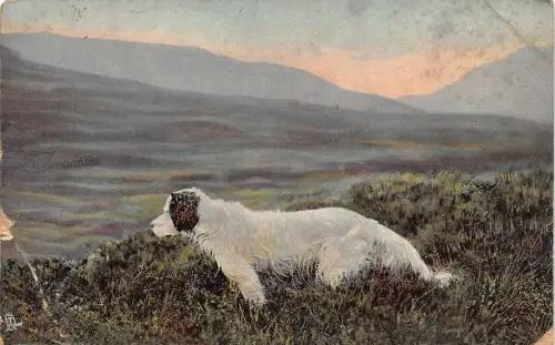 B117 Tiere 1908 Schäferhunderasse Bobtail Vintage Postkarte