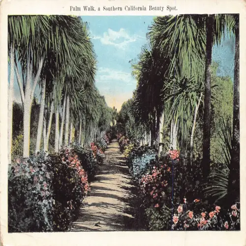 A673 US California Palm Walk Southern Beauty Spot Postkarte