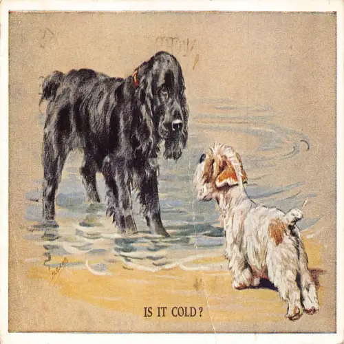 B117 Hunde 1949 Cocker Spaniel und Terrier im Wasser Ist es kalt? Postkarte