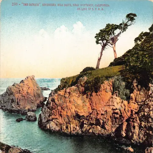 A673 US California Ostrich near Monterey on Line of SPRR Postkarte