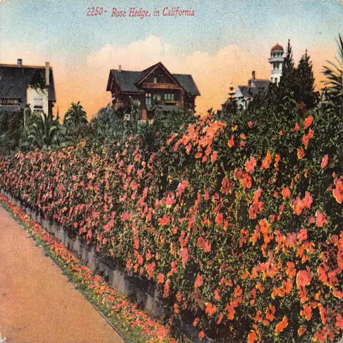 A674 US California Rose Hedge Flowers Vintage Postkarte