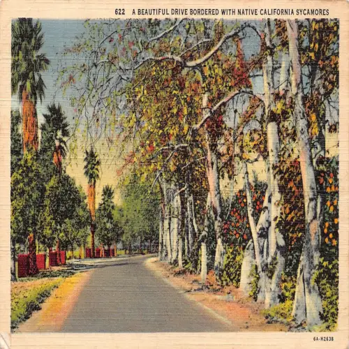 A673 US Beautiful Drive Bordered with Native California Sycamores 1937 Postkarte