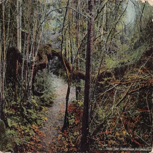 A674 US Kalifornien Ben Lomono Rowardennan Lovers Lane Forest Vintage Postkarte