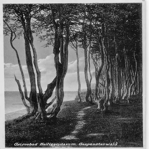 A690 Deutschland 1936 Ostseebad Heiligendamm Gespensterwald Wald Postkarte