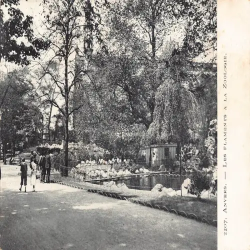 A661 Belgien Anvers Antwerpen Flaments A la Zoologie Zoogarten Vintage Postkarte