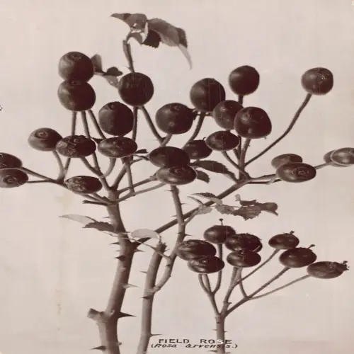 A696 Echt Foto Wildobst Serie Feldrose gleich Heidelbeeren Vintage Postkarte