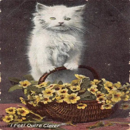 A699 I Feel Quite Clever 1913 White Fluffy Cat Yellow Flowers Basket Postkarte