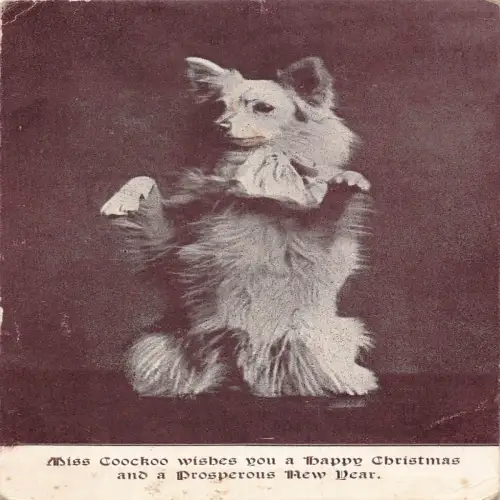 A700 Weihnachts- und Neujahrsgrüße 1905 Miss Coockoo Hund Postkarte