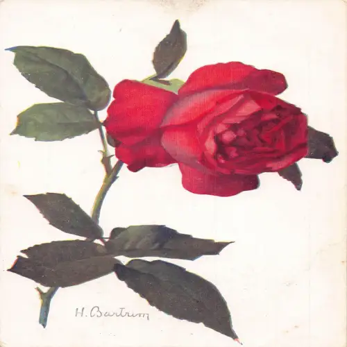 A700 Blumen Kunst von H Bartrim Rose Hybride Red Rose Vintage Postkarte
