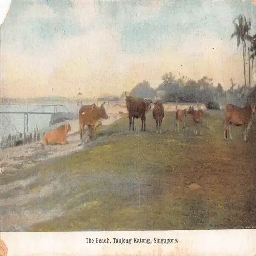 A708 Singapur The Beach Tanjong Katong Rinder Vintage Postkarte