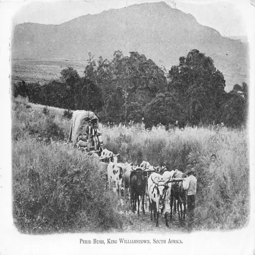 A708 Südafrika Perie Busk König Williamstown Bullock Cart Postkarte