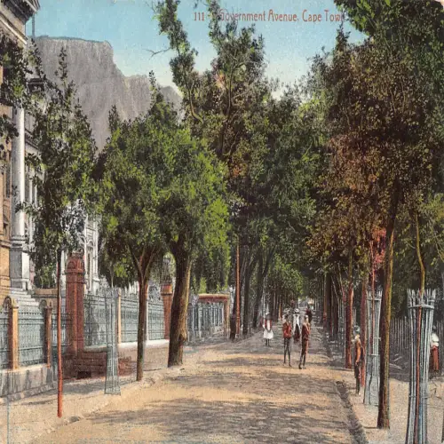 A709 Südafrika Government Avenue Kapstadt Vintage Postkarte