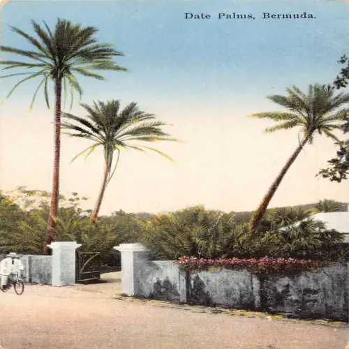 L477 Bermuda Date Palms Vintage Postkarte