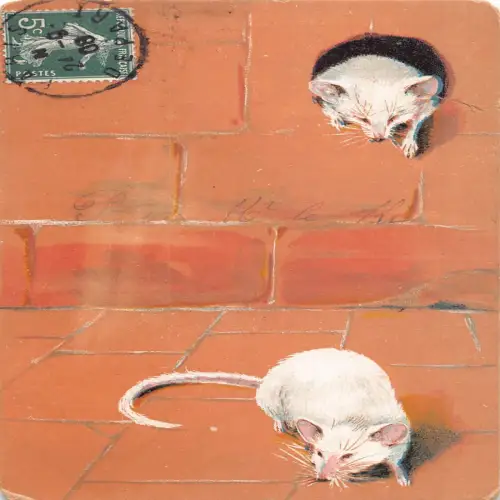 A716 Tiere 1908 Zwei weiße Mäuse kommen aus Loch von der Wand Vintage Postkarte