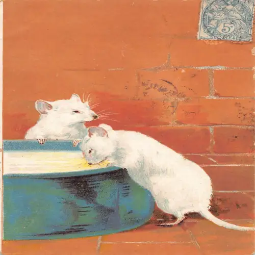 A716 Tiere 1907 Zwei weiße Mäuse Trinkwasser aus Topf Vintage Postkarte