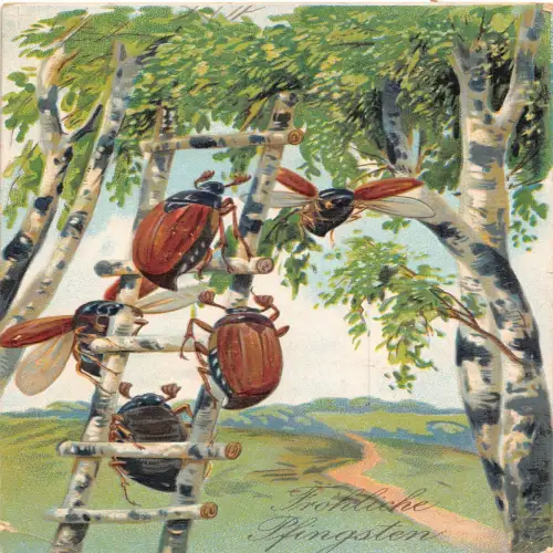 B132 Pfingsten 1912 Maikäfer kletternde Birkenbaumleiter Prägepostkarte