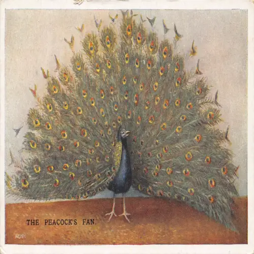 A722 Tiere Vögel Pfauen Fächerfedern Vintage Postkarte