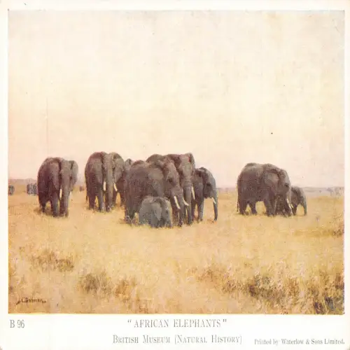 A723 British Museum Naturgeschichte Tiere Afrikanische Elefanten Kunst Postkarte