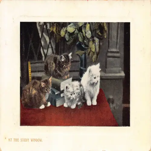 A723 Tiere 1908 Am Arbeitszimmerfenster Kätzchen Katzen Bücher Vintage Postkarte