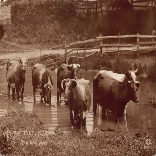 A723 Tiere 1911 Rinder Ochsen Cool Stream Best Place Vintage Postkarte