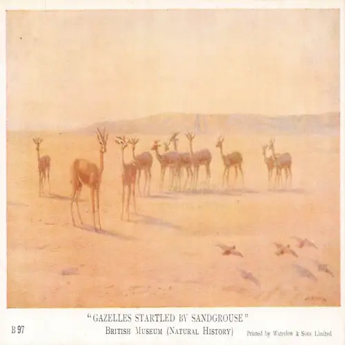 A723 British Museum Natural History Gazelles erschrocken von Sandgrouse Kunst Postkarte