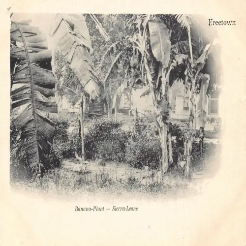 L478 Sierra Leone Freetown Banana Plant 1903 Vintage Postkarte