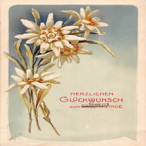 B135 Geburtstagsgrüße 1909 Edelweiß Blumen Prägepostkarte