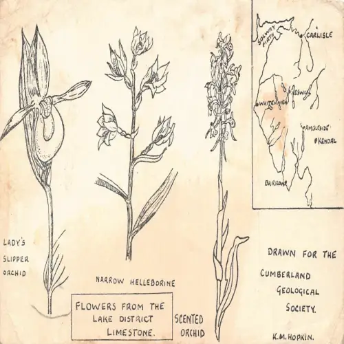 A725 Blumen aus Lake District Kalkstein für geologische Postkarte Cumberland