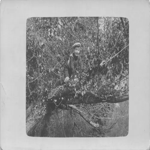 A725 Sozialgeschichte 1916 Passepartout Junge klettert Baum RPPC Postkarte