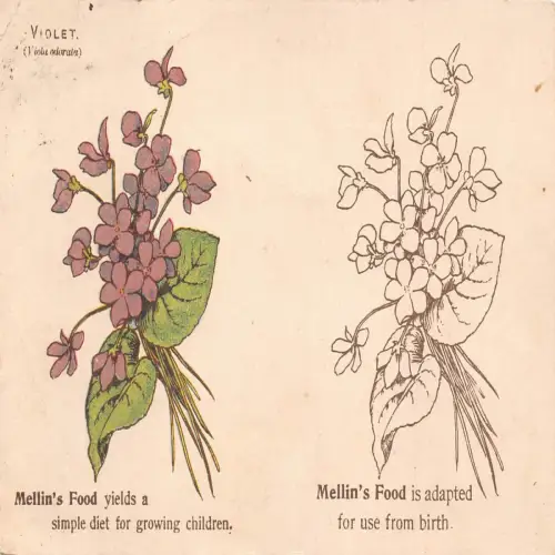 A725 Blumen 1909 Violet Mellins Essen für wachsende Kinder Vintage Postkarte