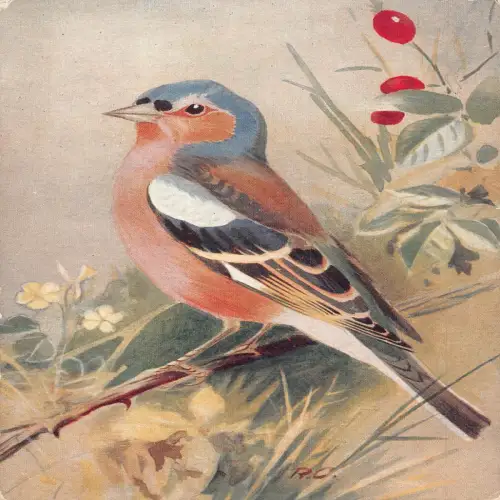 A732 Tiere Vogelarten in der Natur - Buchfink Vintage Postkarte