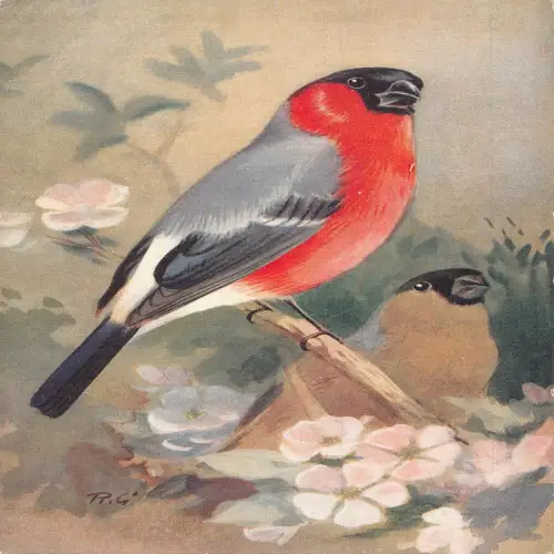 A732 Tiere Vogelarten in der Natur - Gimpel Vintage Postkarte