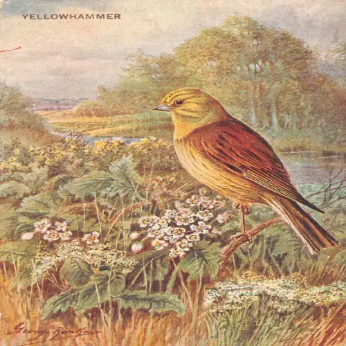 A732 Tiere Vogelarten in der Natur - Yellowhammer Vintage Postkarte