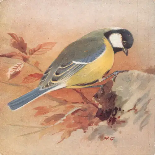 A732 Tiere Vogelarten in der Natur - Kohlmeise Vintage Postkarte