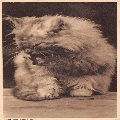 A735 Tiere Katze Kätzchen lange Haare waschen und aufbürsten Vintage Postkarte
