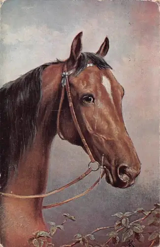 A735 Tiere Kopf Pferd 1924 Gebiss und Zaumzeug Serie Vintage Postkarte