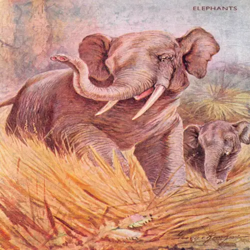 A736 Tiere Lachs Serie Elefanten Kunst Vintage Postkarte