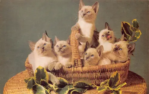 A736 Tiere süße sechs siamesische Kätzchen im Korb Vintage Postkarte