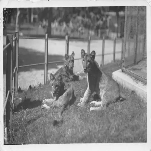A737 Gruppe Löwinnen im Zoo Tiere Echt Foto Vintage Postkarte