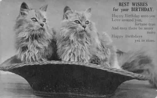 A737 Geburtstagswünsche 1916 Zwei Katzen sibirischer Rasse im Korb 1. Weltkrieg Feldpostkarte