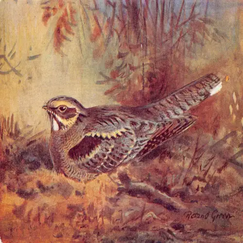 A738 Vogelart - Nightjar Art von Roland Green Vintage Postkarte