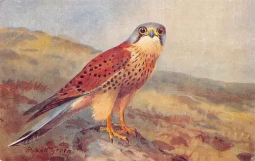 A738 Vogelart - Turmfalkenkunst von Roland Green Vintage Postkarte