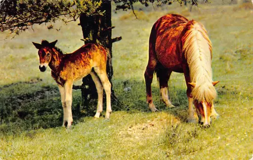 A737 England New Forest Hampshire Wilde Ponys streifen im Wald Postkarte
