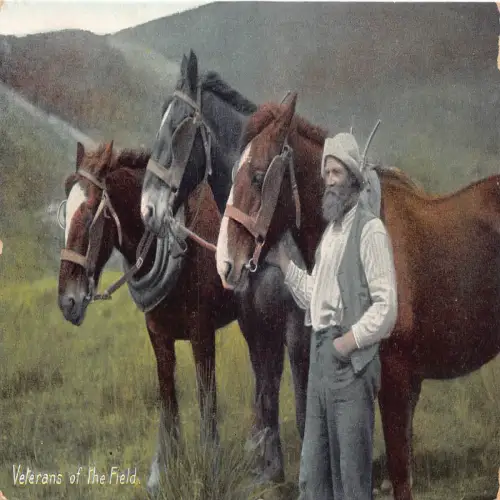 A738 Tiere Veteranen der Feldpferde Bauer Bauer Vintage Postkarte
