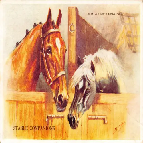 A739 Tiere Stall Begleiter Baby Cob und Piebald Pony Pferde Postkarte