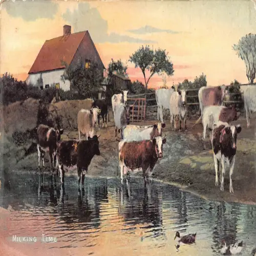A739 Tiere Rinder Kühe am See Melkzeit Vintage Postkarte