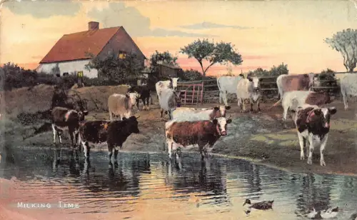 A739 Tiere Rinder Kühe am See Melkzeit Vintage Postkarte